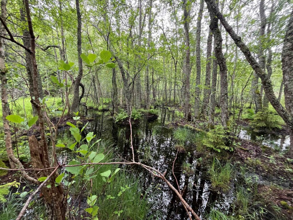 Vettä ympäröi runsas kasvillisuus ja puusto.