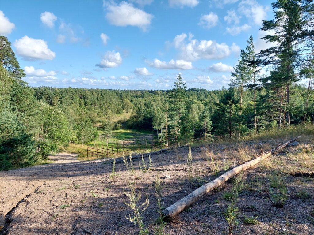 näkymä harjun päältä, puita, sininen taivas