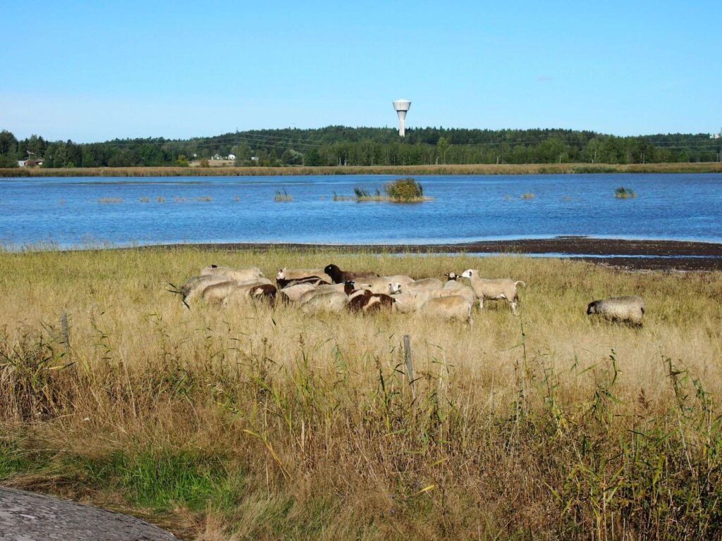 Lampaita laiduntamassa Raisionlahdella.