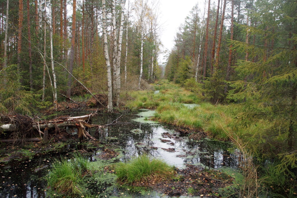 Kuvan keskellä suota ja vettä, reunoilla puustoa.