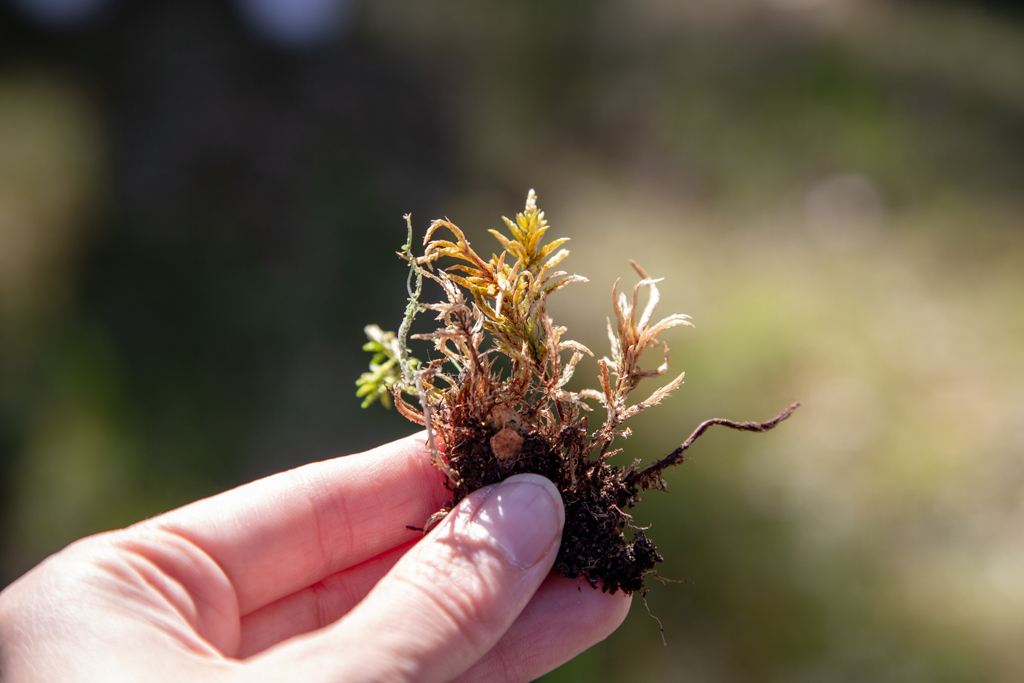 jäkälä, ihmisen käsi