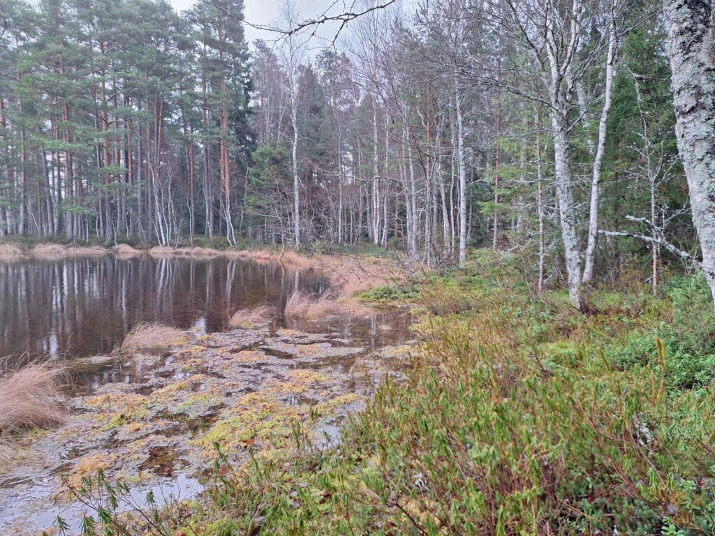 Kuvassa puustoinen rantavyöhyke pienen järven rannassa.