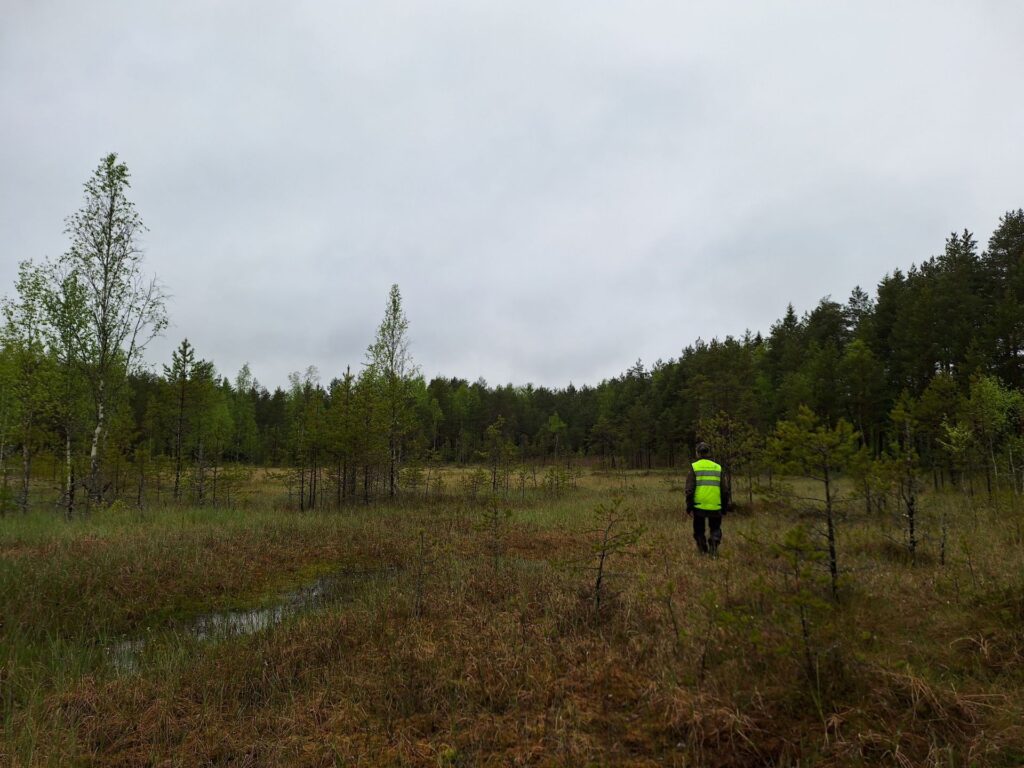 Henkilö kävelee suolla.