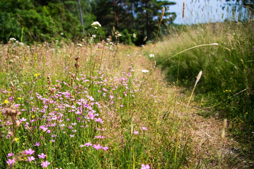 ketokukkia, polku, heinää, metsä taustalla, sininen taivas
