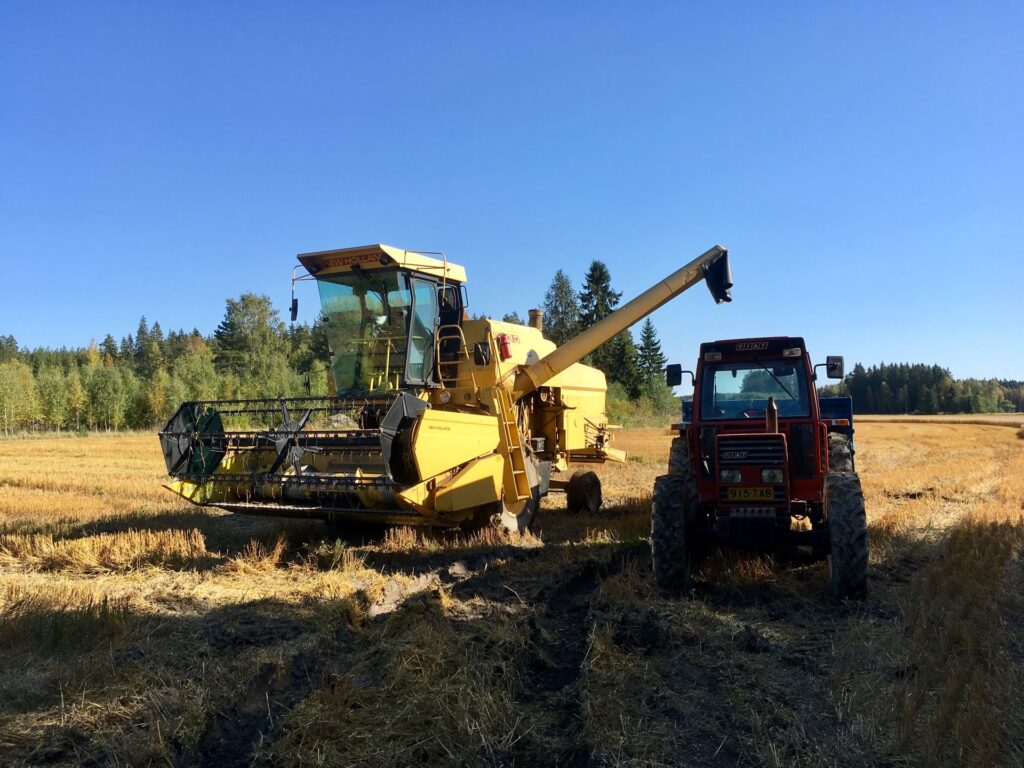 Keltainen puimuri purkaa viljaa punaiseen traktoriin pellolla. Taustalla metsänreuna ja kirkas sininen taivas.