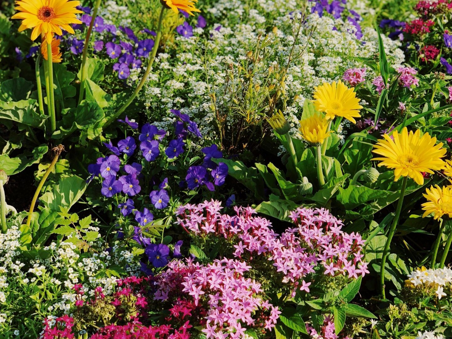 värikkäitä puutarhakasveja