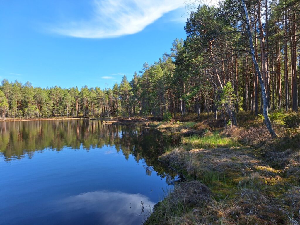 Lampi, jonka rannalla kasvaa puustoa.