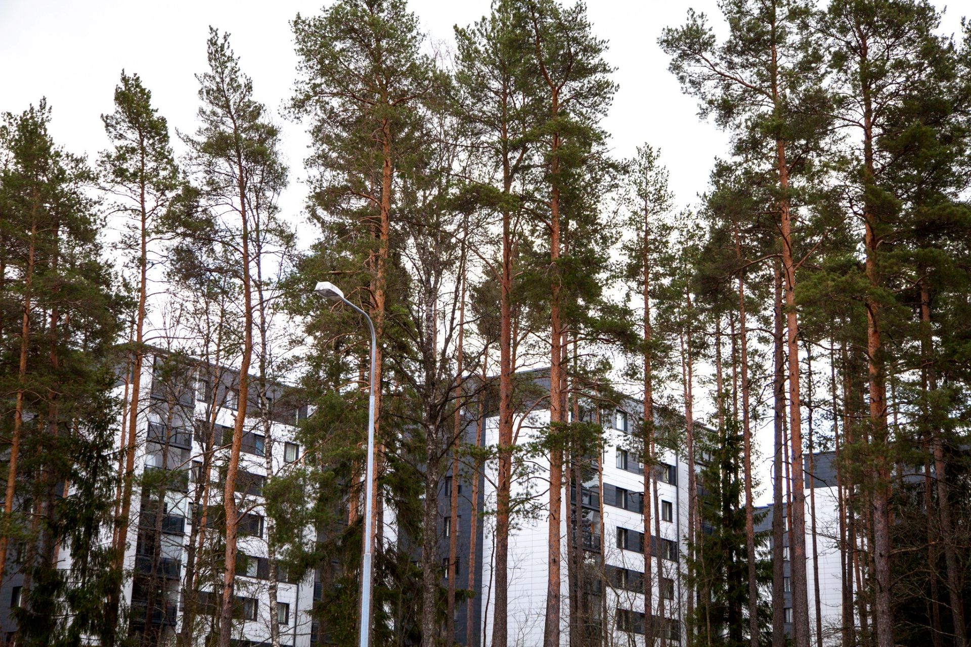 Kerrostaloja puiden takana