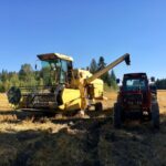 Keltainen puimuri purkaa viljaa punaiseen traktoriin pellolla. Taustalla metsänreuna ja kirkas sininen taivas.