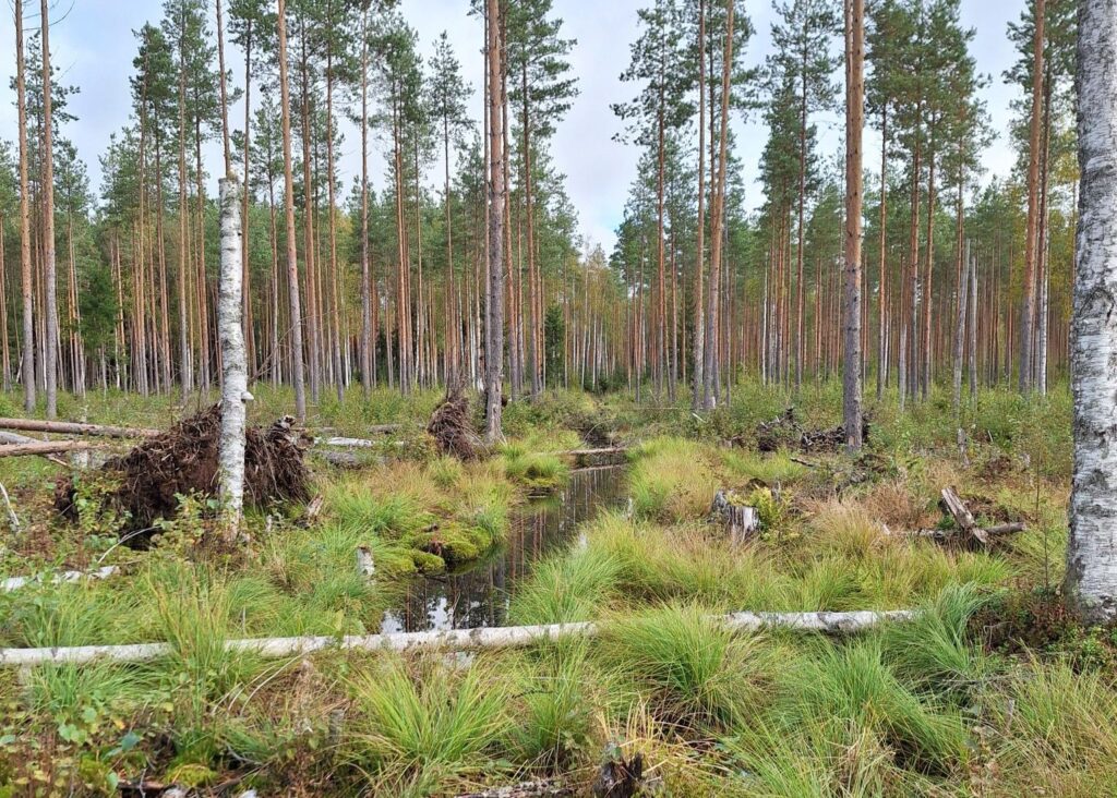 Metsään kaivettu johdeoja pintavalutuskentälle