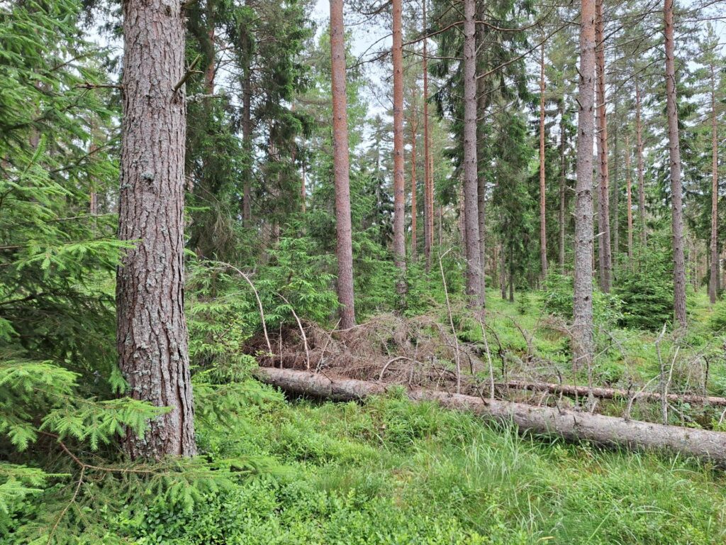 Kaatunut puu