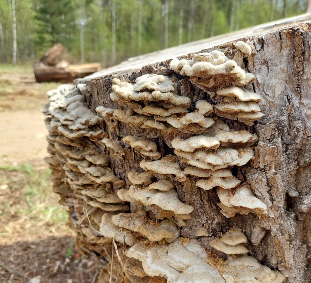 lahottajasieniä puun kannossa