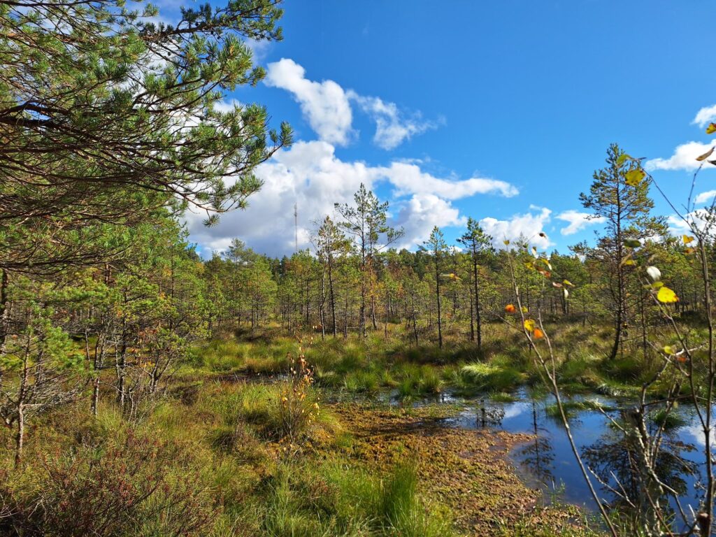 Vähäpuustoinen suo
