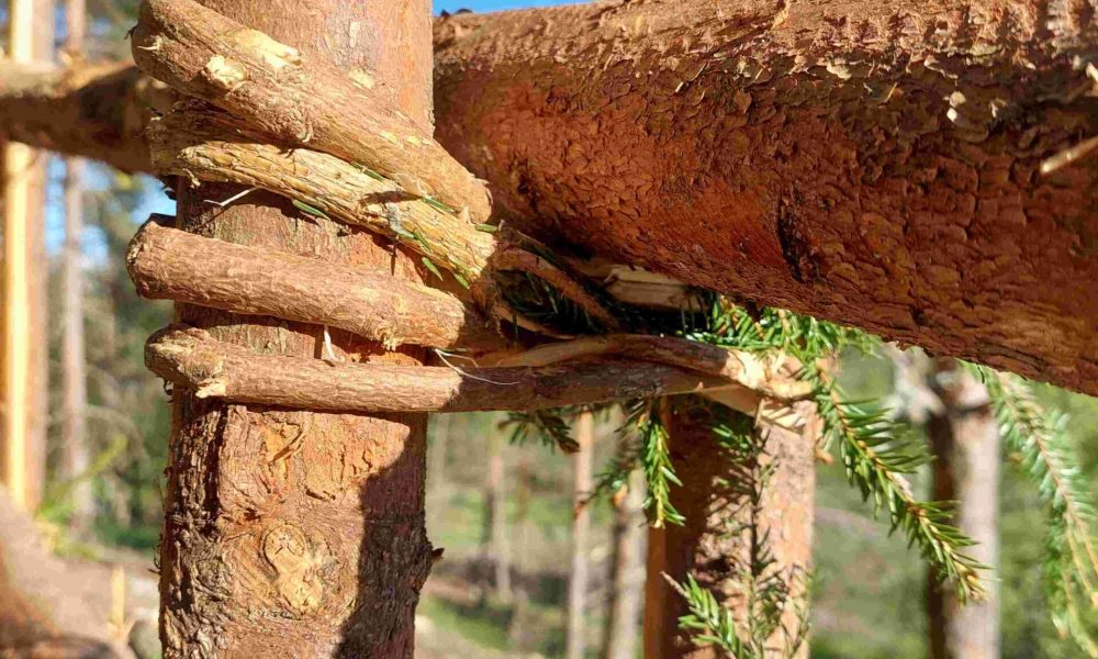 lähikuva perinneaidasta