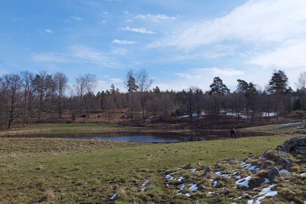 kosteikko, peltoa, taivasta, metsää