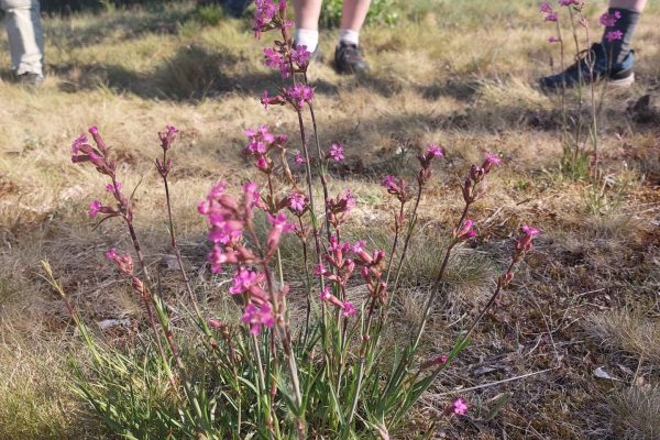 aniliininpunainen kukka ihmisten jalkojen juuressa