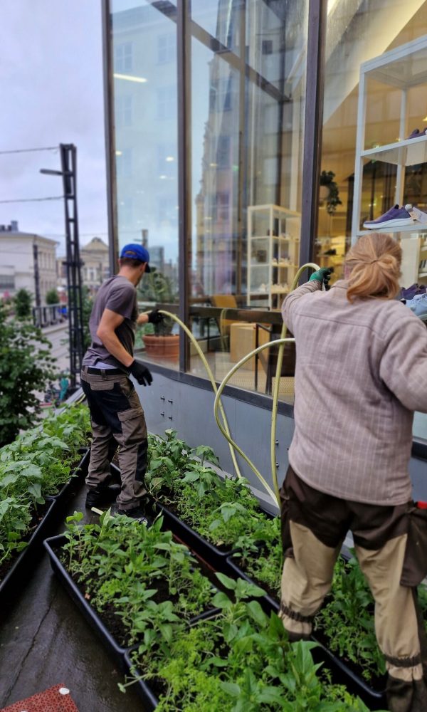 Kaksi henkilöä hoitaa rakennuksen seinustalla sijaitsevia istutuslaatikoita. Toinen kastelee kasveja letkulla ja toinen seisoo kasvien keskellä. Taustalla näkyy suuri liiketilan ikkuna ja kaupunkikatu.