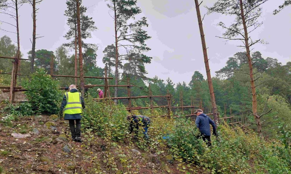 ihmisiä rinteessä poistamassa vesaikkoa