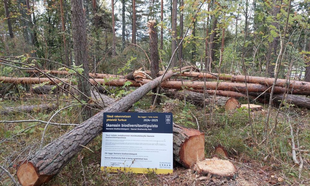 Kaadettuja puita ja infokyltti