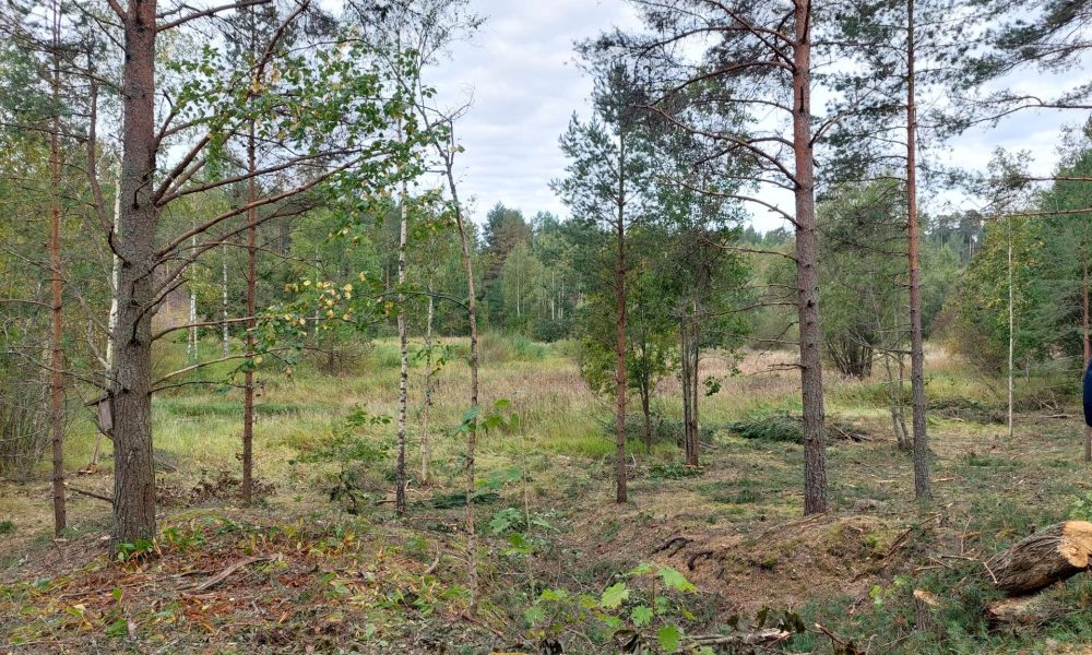 Metsää ja kosteikkoa