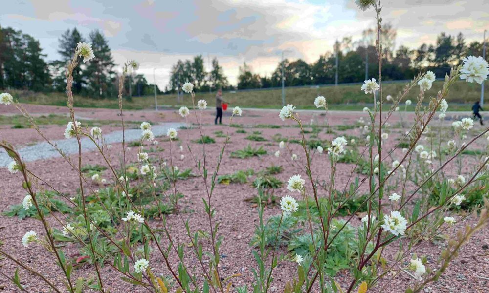 Asukkaat ovat olleen mukana kylvämässä ja istuttamassa paikallisia kasvilajeja, joita Turussa halutaan vaalia monimuotoisuuden lisäämiseksi.