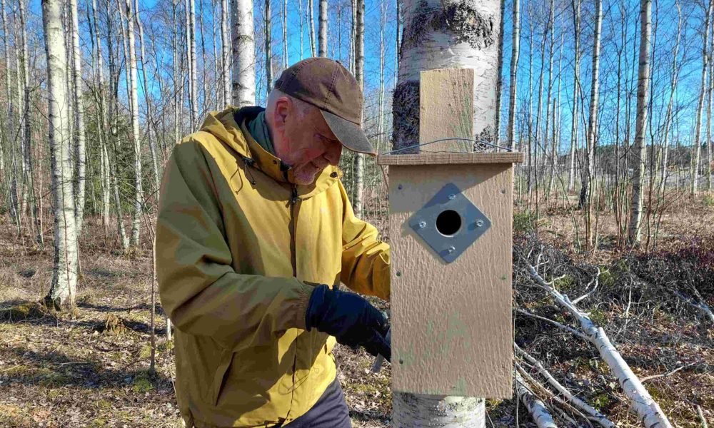 ihminen koivikossa ripustaa linnunpönttöä