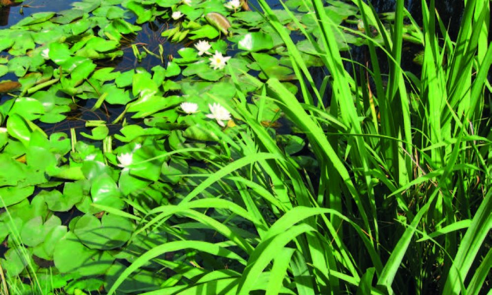 Vesialtaan reuna, jossa kasvaa kookkaita vihreitä rantakasveja. Veden pinnalla näkyy lumpeita ja pieniä vaaleita kukkia kirkkaassa päivänvalossa.