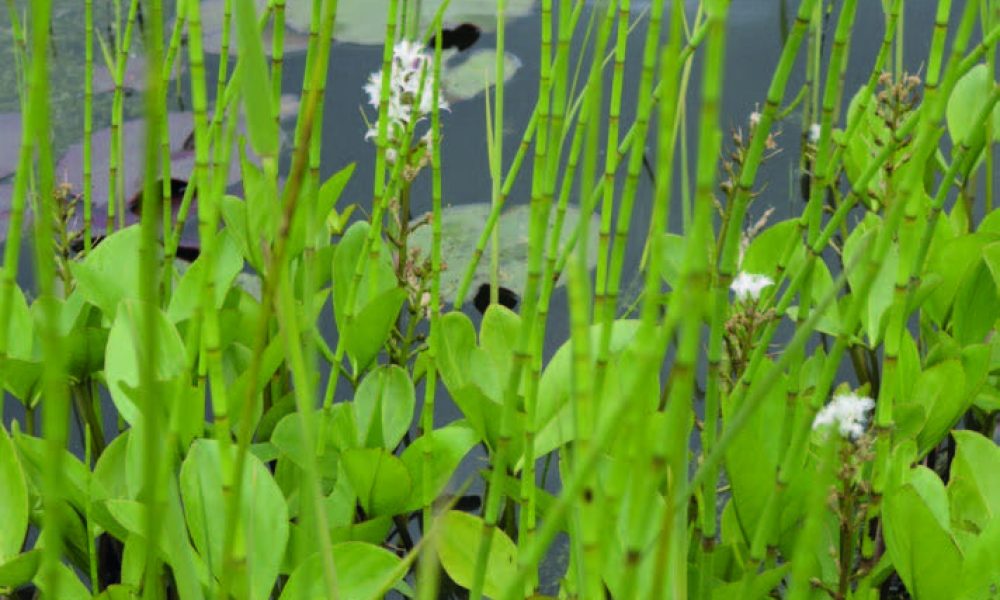 Järven tai lammen rantakasvillisuutta: etualalla kasvaa korkeita vihreitä korsia ja leveitä lehtiä, taustalla näkyy kelluslehtiä veden pinnalla.