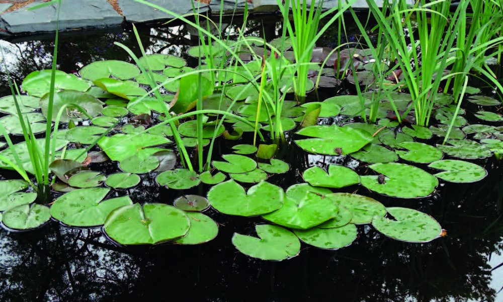 Vesiallas, jonka pinnalla kelluu runsaasti lumpeiden pyöreitä vihreitä lehtiä. Reunoilla kasvaa suorarunkoista rantakasvillisuutta.