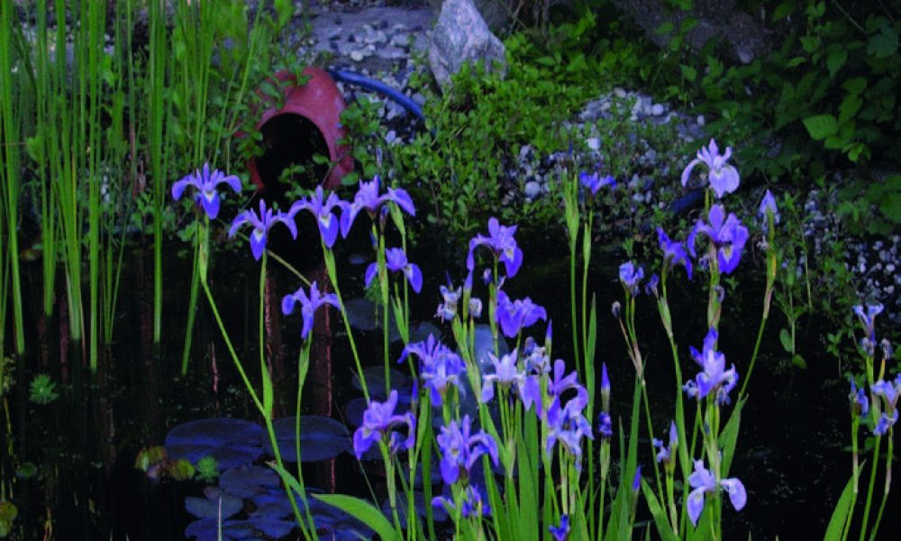 Pieni puutarhalampi, jonka ympärillä kasvaa runsaasti vihreää kasvillisuutta. Etualalla on violetteja kurjenmiekkakukkia, ja vesi heijastaa ympäröiviä pensaita ja kiviä.