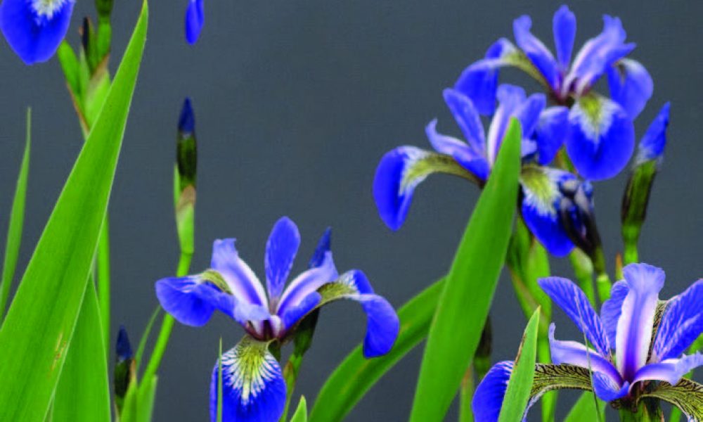 Lähikuva kirkkaan sinisistä kurjenmiekkakukista ja vihreistä lehdistä tumman taustan edessä.