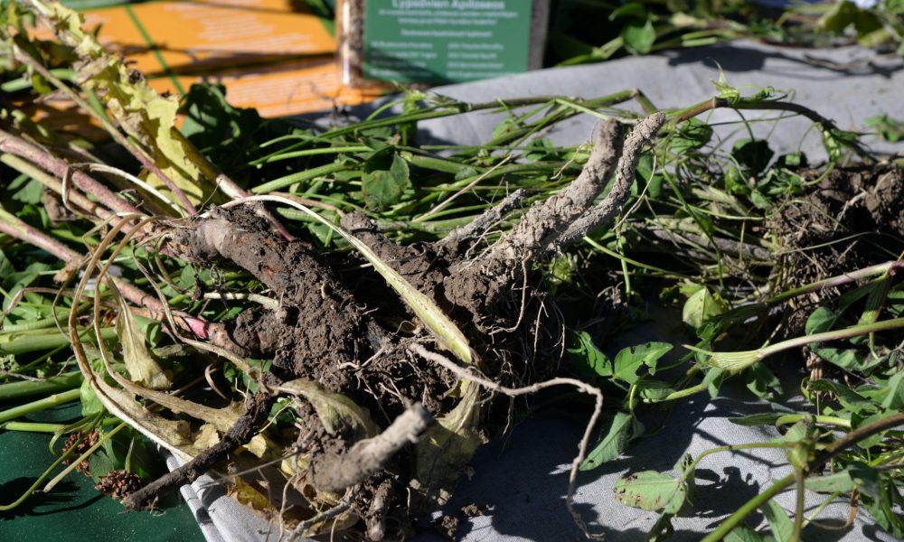 Syväjuuriset kasvit parantavat maata. Tässä kuvassa on sikuri ja rastipisteellä oli tehtävänä juurivisa. Kuva: Anni Himberg