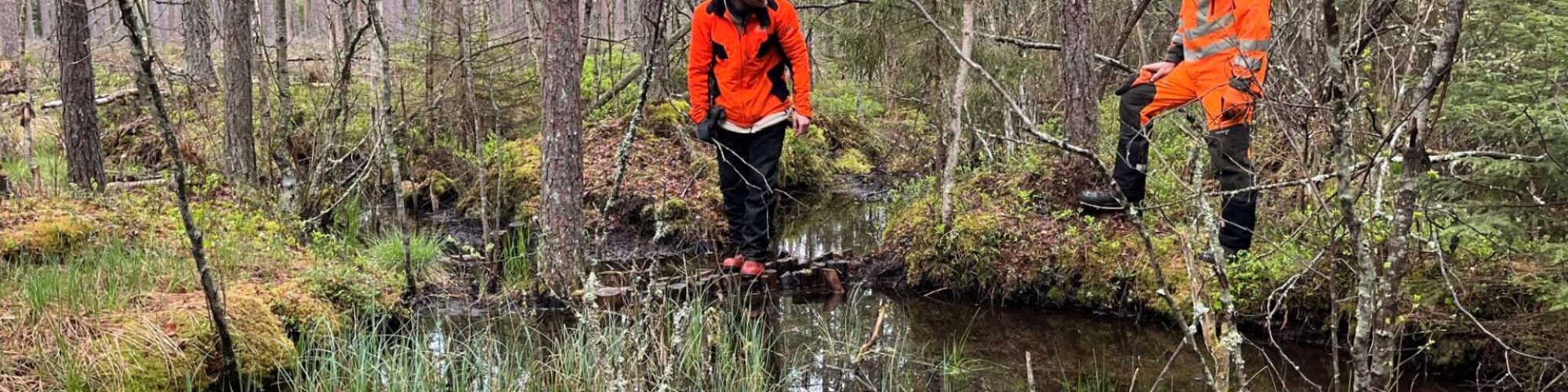 Kaksi henkilöä suoluonnon keskellä tarkastamassa alueelle tehtyjä patoja.