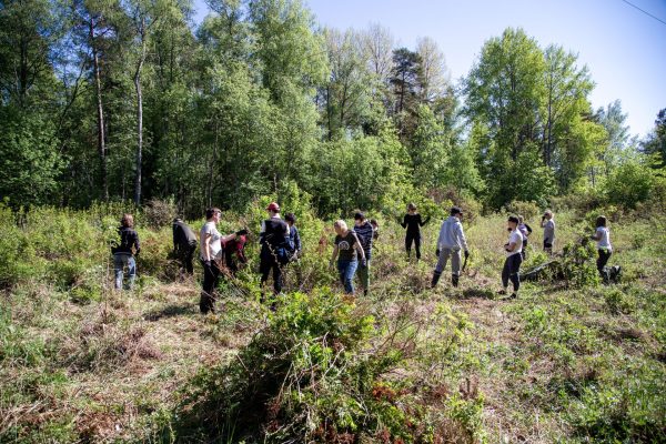 ihmisiä luonnonhoitotöissä, pusikkoa, puita, aurinkoinen päivä