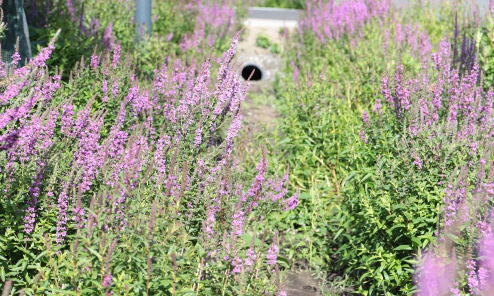 Turun Kirstinpuistossa pilotoitiin sini-viherkertoimen käyttöä. Kasvillisuutta hyödynnetään kadun varrella vesien viivytyksessä.