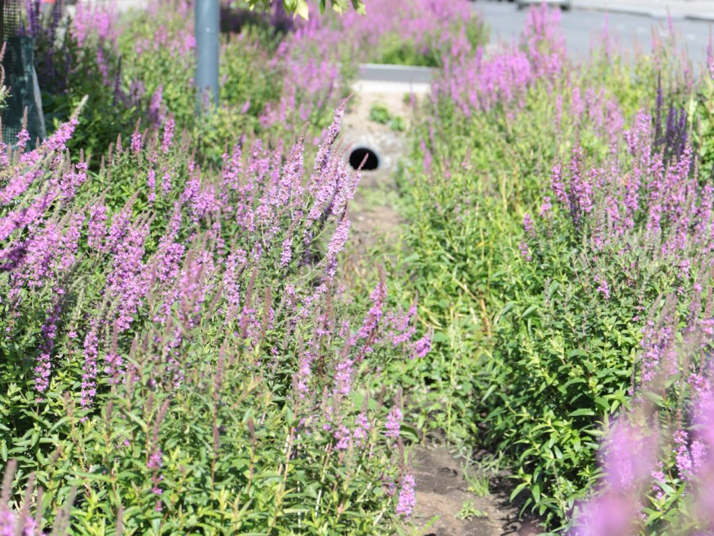 Turun Kirstinpuistossa pilotoitiin sini-viherkertoimen käyttöä. Kasvillisuutta hyödynnetään kadun varrella vesien viivytyksessä.