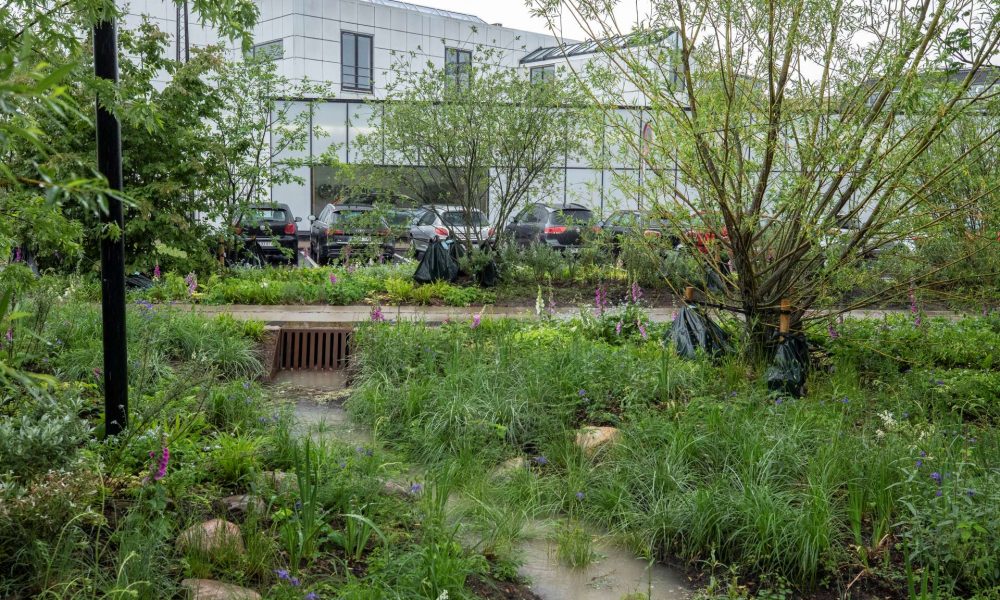 Vehreä sadepuutarha kaupunkikorttelissa. Etualalla on runsasta kasvillisuutta ja keskellä näkyy ritilä, johon hulevesi ohjautuu. Taustalla on pysäköityjä autoja ja vaalea rakennus.