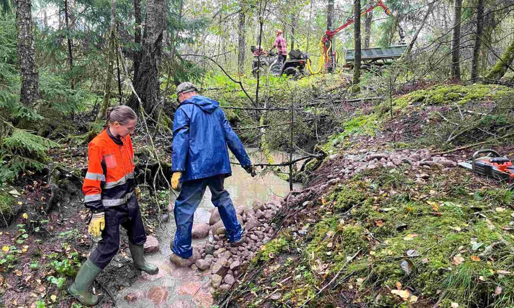 Salon kaupungin ympäristönsuojelutarkastaja Jaana Röytiö ja Valonian vesi-luontoasiantuntija Jarkko Leka mallailevat ylemmän soraikon kiviä paikoilleen. Kuva: Anni Himberg.