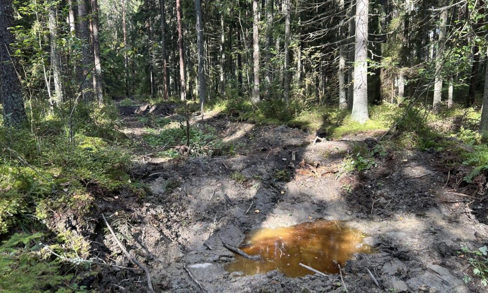 Kuvassa näkyy hiljattain ennallistettua metsäojaa.
