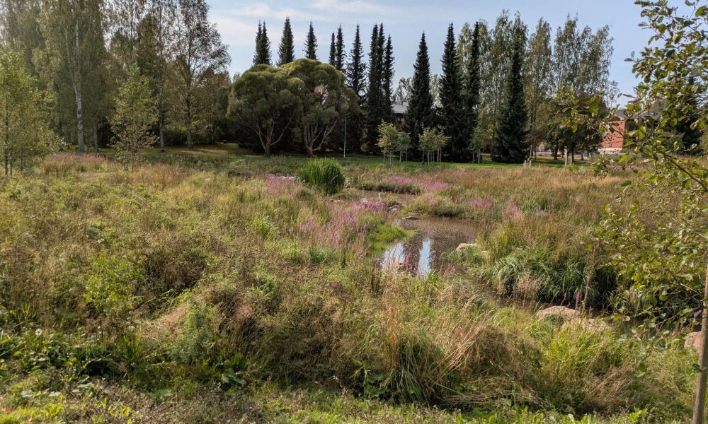 Niitty ja mutkitteleva uoma. Taustalla istutettuja puita.