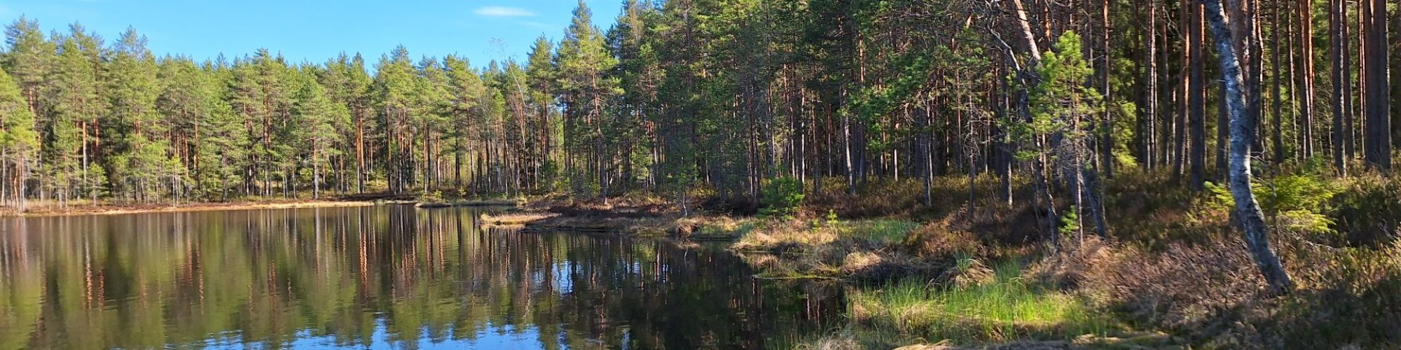 Lampi, jonka rannalla kasvaa puustoa.