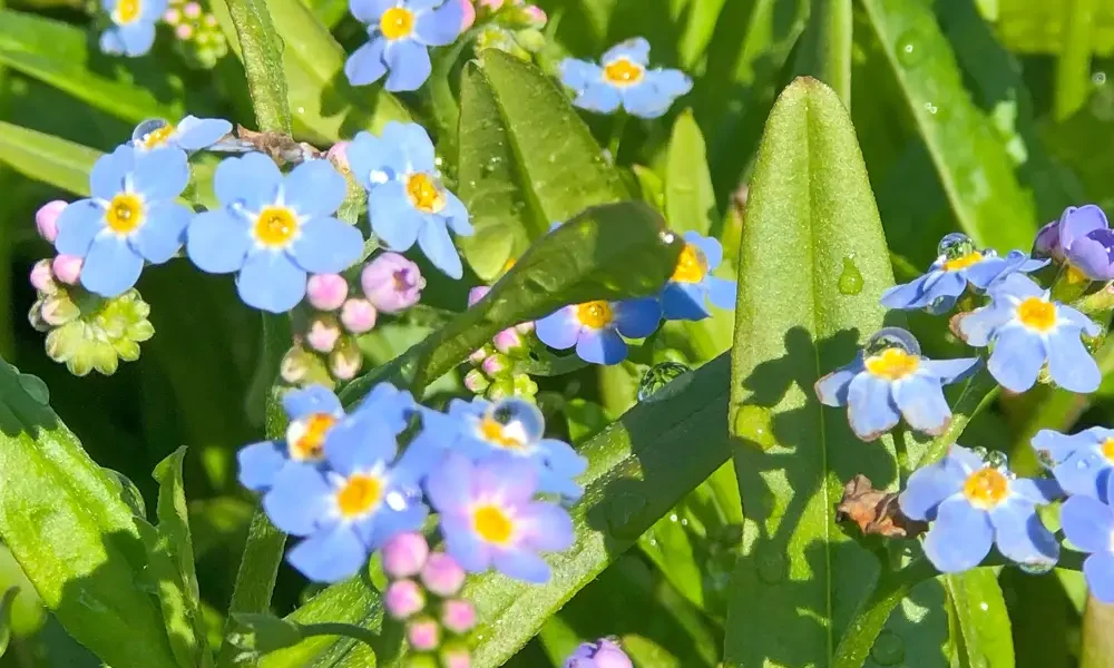 Lähikuva matalista sinisistä ja vaaleanpunaisista kukista vihreiden lehtien keskellä. Kukkien terälehdillä ja lehdillä näkyy vesipisaroita.