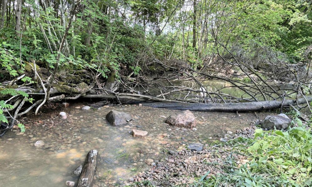 Kunnostettua Ladjakoskenpuron uomaa