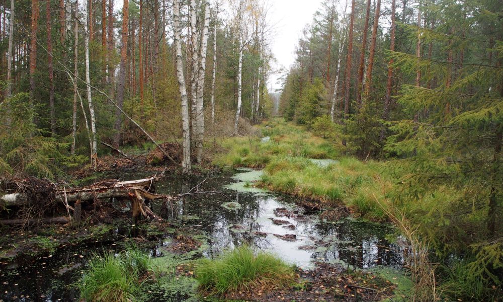 Kuvan keskellä suota ja vettä, reunoilla puustoa.