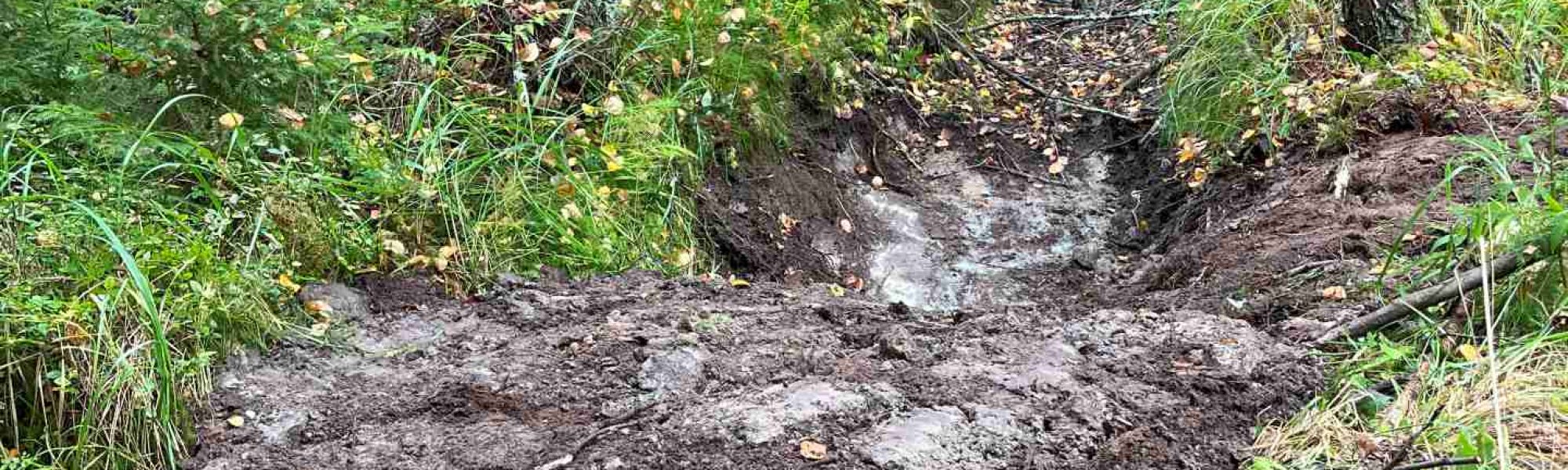 Maakasa matalan metsäojan päällä. Taustalla metsää.