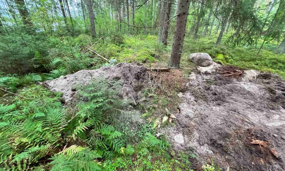 Metsämaisemassa ojien yhtymäkohdassa maakasa.