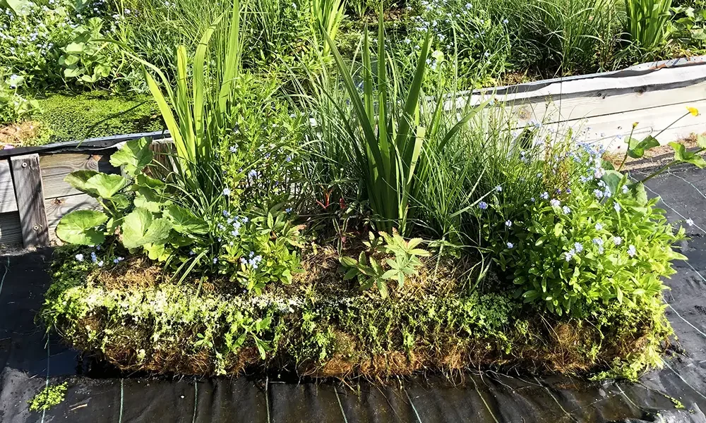 Kasvirikas kasvualusta, jonka päällä kasvaa kosteikkokasveja kuten ruokoja, vihreitä lehtiä ja pienikukkaisia kasveja. Alusta on nostettu esiin ja taustalla näkyy lisää vesikasveja.