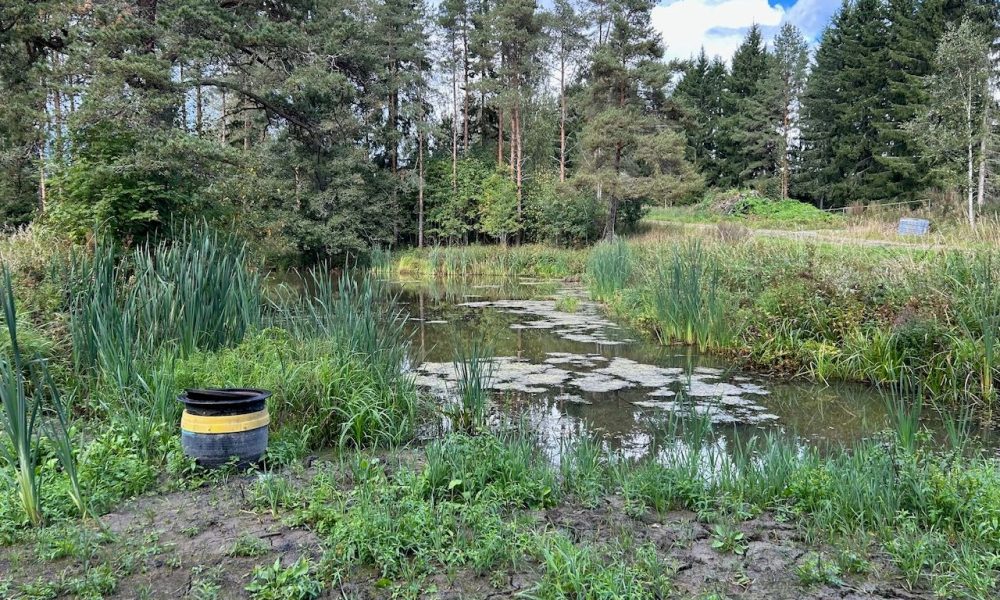 Kuvassa näkyy kosteikko ja säätökaivo, jonka avulla vedenpintaa voidaan tarvittaessa säädellä.